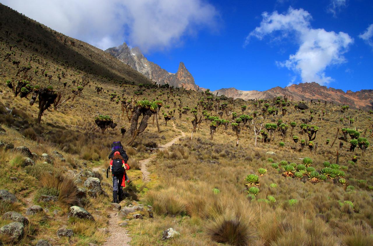 Two tourists trekking Mount Kenya towards two peaks ahead. They pass through Giant Groundsels