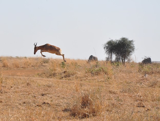 A Coke’s hartebeest mid jump, two others grazing in grasslands as seen on Nairobi National park tour