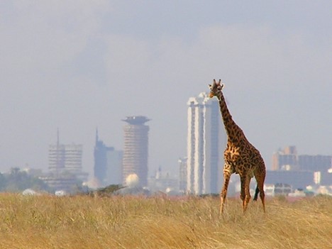A giraffe walking on the golden savannah of Nairobi National Park with the city scape background