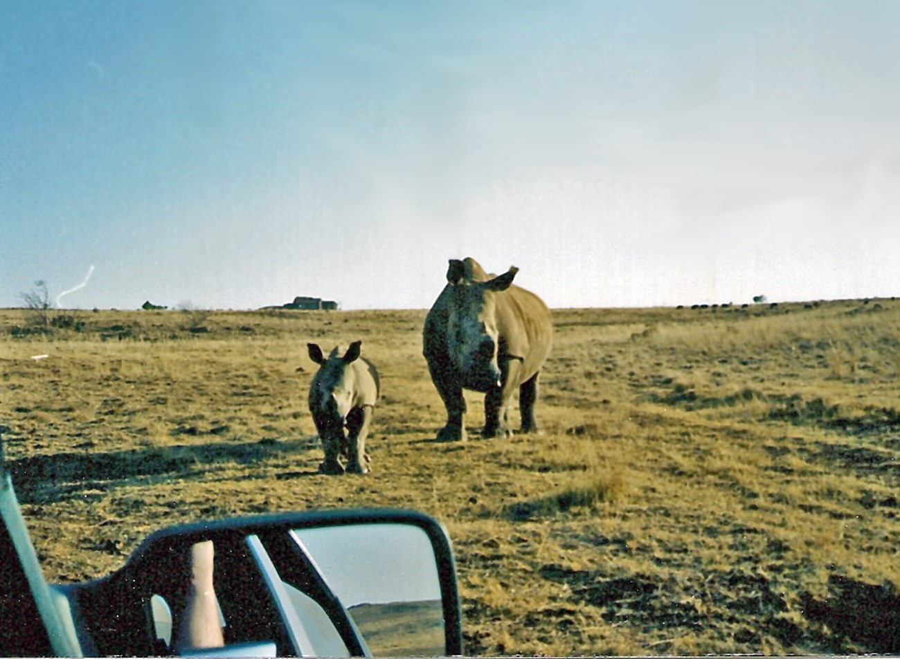 A white rhino with her calf seen from a safari vehicle, side mirror showing. A bright sunny day