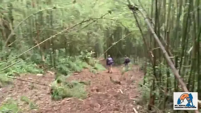 On the Trails of the Aberdares