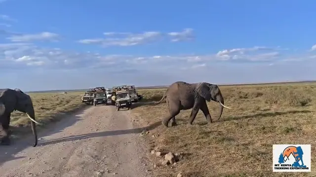 Discover Amboseli