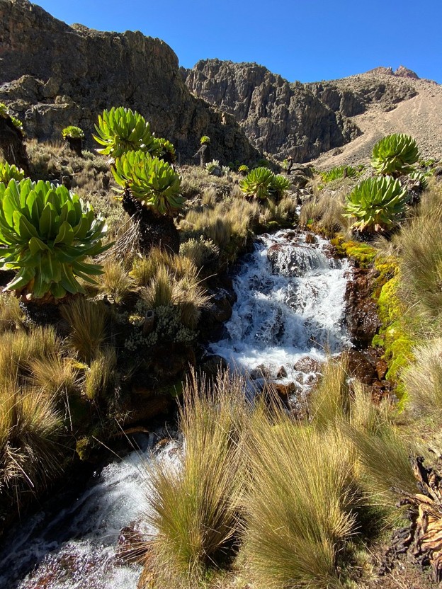 A stream passing through shrubs and giant groundsel trees on Mount Kenya with the peaks seen ahead