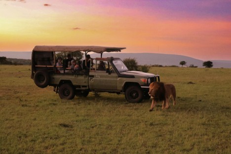 A lion walking in front of a parked safari vehicle, tourists taking photos of the animal at sunset