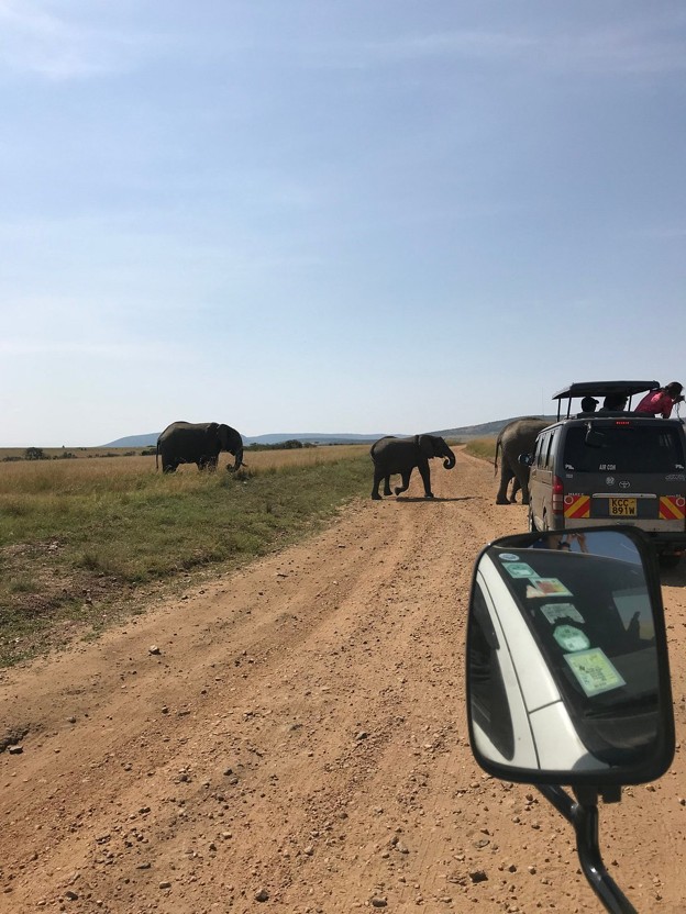 A herd of elephants crossing a murram road with tourists in safari Nissan caravans watching them