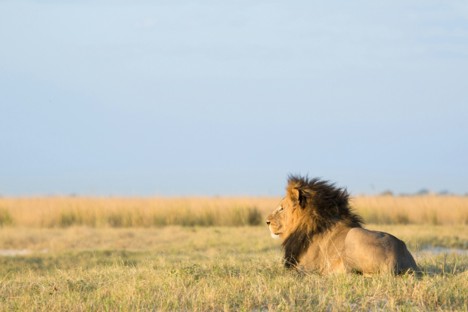 A black-maned lion sitting in the grassland as seen on a Maasai Mara safari on a sunny day.