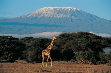 A giraffe walking in the plains of Amboseli with Mount Kilimanjaro seen in the background
