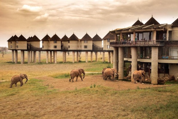 An elephant herd approaching the Salt Lick Safari Lodge in the Tsavo West National Park