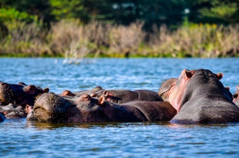 Hippos lounging on the waters of Lake Nakuru close to the grassy shores