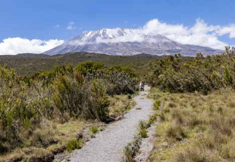 Hikers heading to Mount Kilimanjaro summit on a trail through the moorlands on a sunny day