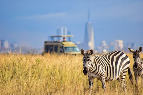 Two zebras in Nairobi National Park with a safari vehicle and city skyline in the background
