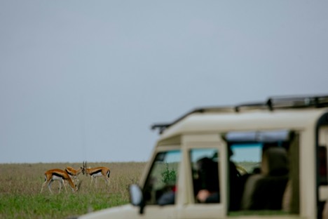 Safari vehicle with tourists viewing three antelopes as they graze, Masai Mara National Reserve