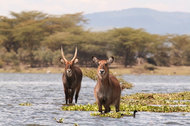 A male and female waterbucks near water hyacinth seen on Lake Naivasha boat safari near shore