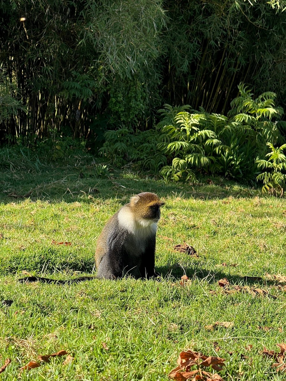A colobus monkey sitting on green grass with bamboo thicket in the background seen on Mt Kenya tour